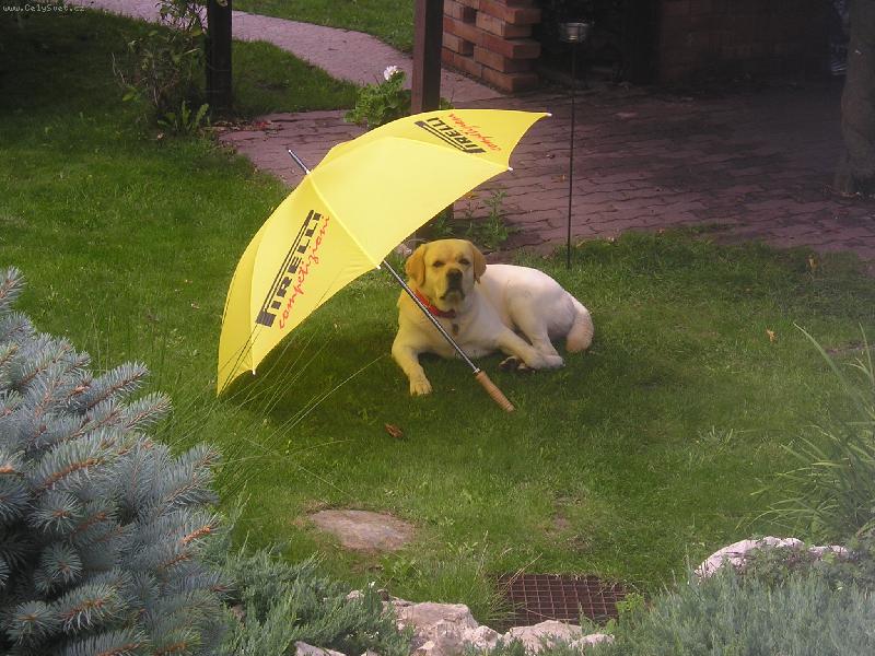 Foto: Aby se nespálil-pod deštníkem