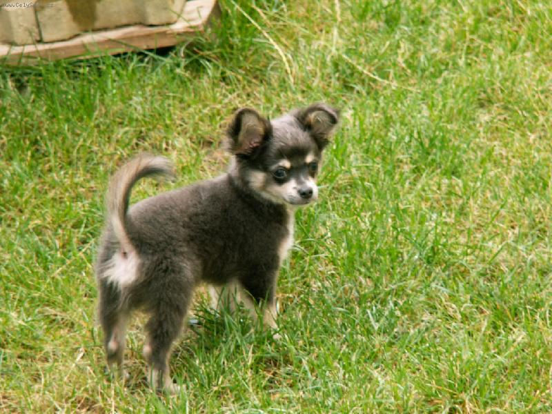 Foto: chucky-bojovník ve vysoké trávě