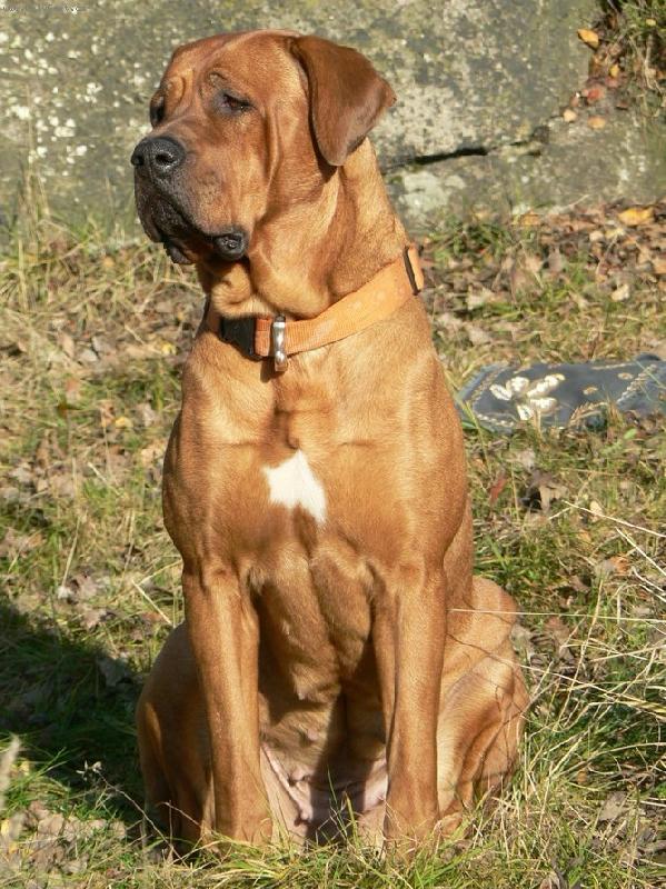 Foto: Bryuschi Diamant severu-21 měsíců