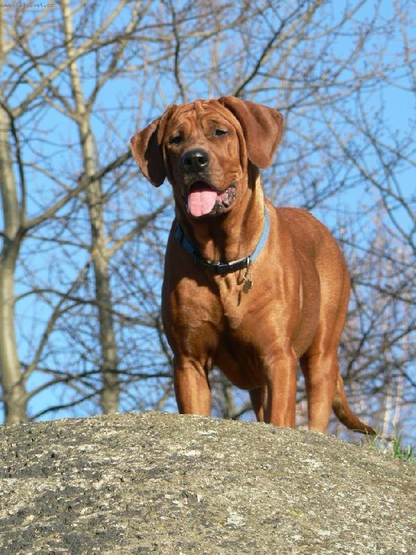 Foto: Dailley Diamant severu-5 měsíců