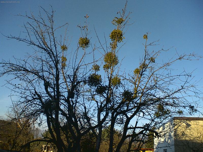 Foto: jmelí na mé zahradě