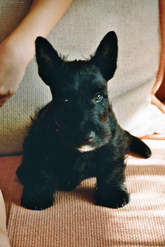 Foto: Skotský teriér Vanilka devět týdnů