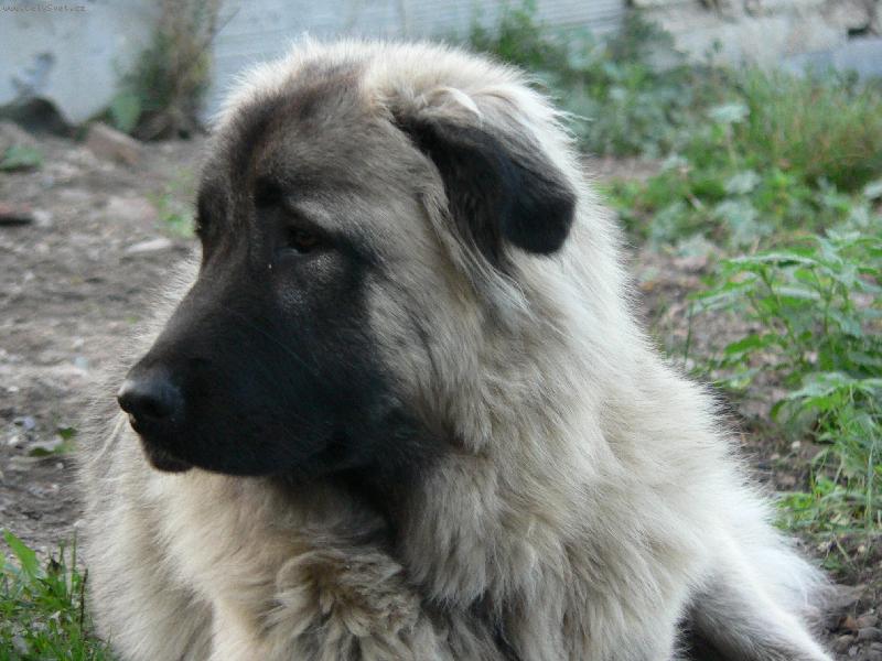 Foto: Baryk , věk 10 měsíců