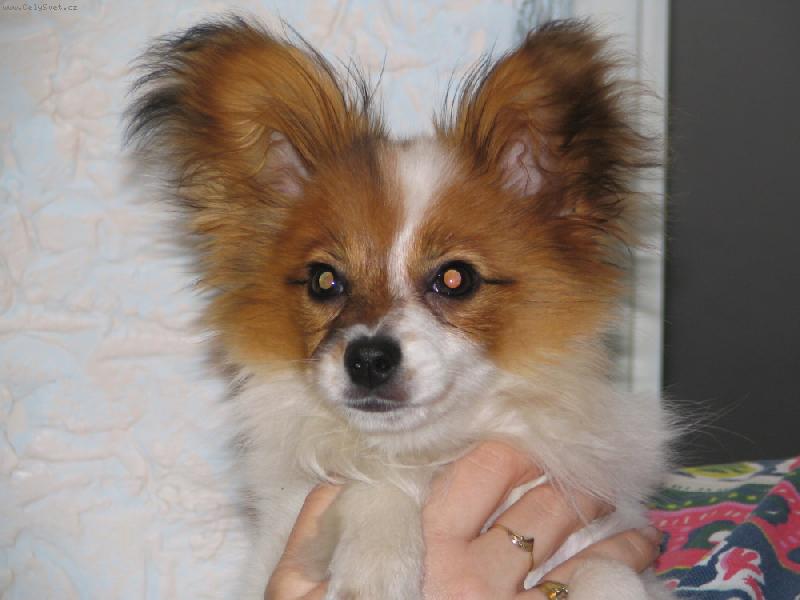 Foto: Estel porubský květ-mám 4 měsíce