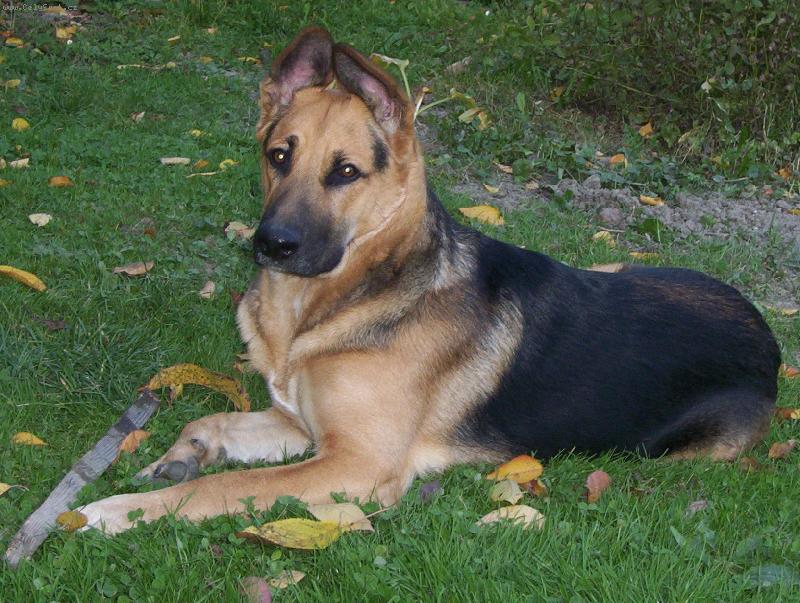 Foto: Argošek-Pozuju správně???