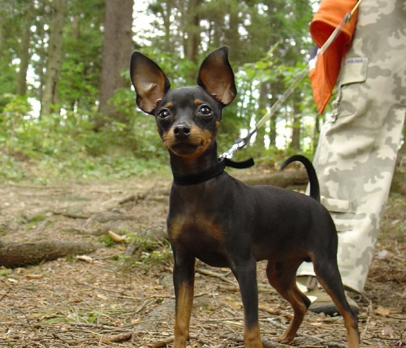 Foto: Na výletě v lese