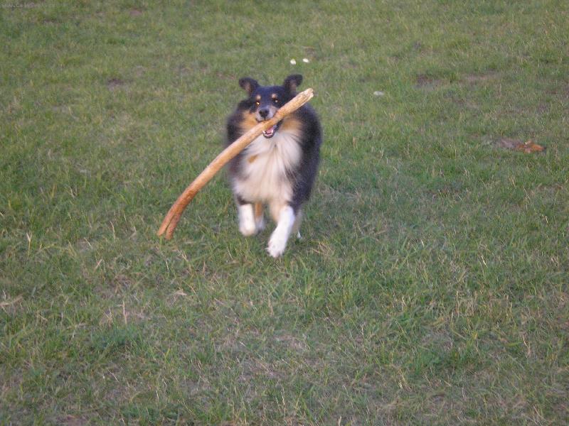 Foto: Bessinka =)-přines klacíček :P