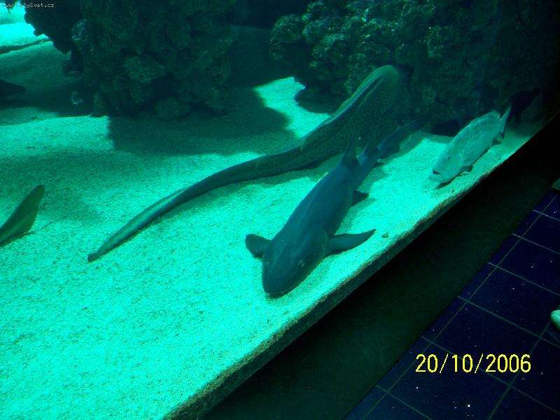 Foto: Monako-Obří akvária Oceánografického muzea.