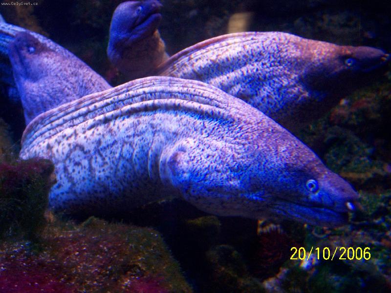 Foto: Monako-Obří akvária Oceánografického muzea - murény