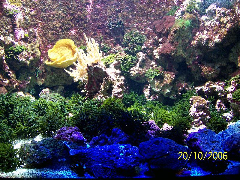 Foto: Monako-Obří akvária Oceánografického muzea - barevný podmořský svět