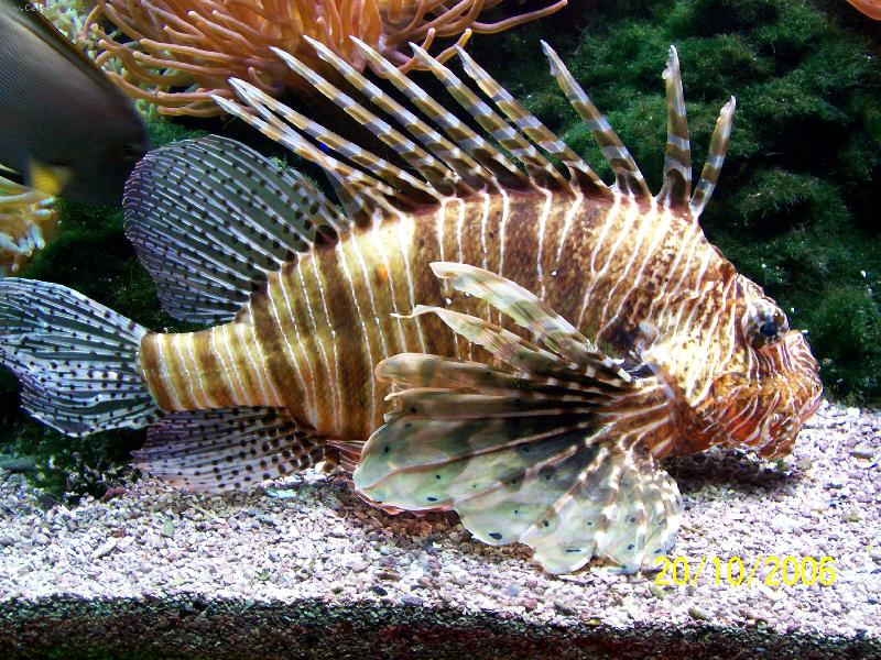 Foto: Monako-Obří akvária Oceánografického muzea - perutýn