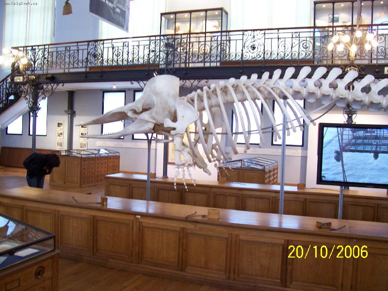 Foto: Monako-Expozice Oceánografického muzea.