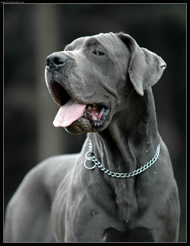 Foto: Hydra..........