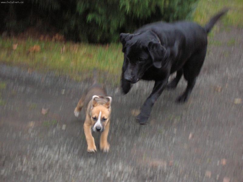 Foto: Utíkej prcku, utíke, honí tě labrador velikej!