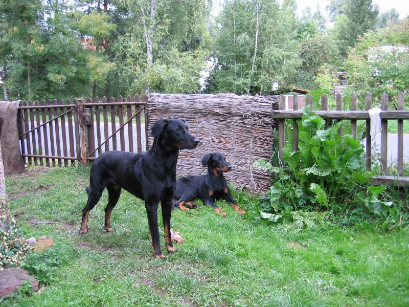 Foto: beauceroni-Beata Z Lhotecké linie a Ave Fahave