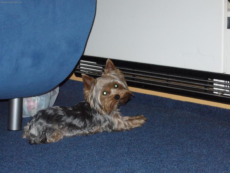 Foto: MIA z Děčína-topení je lepší než peřina