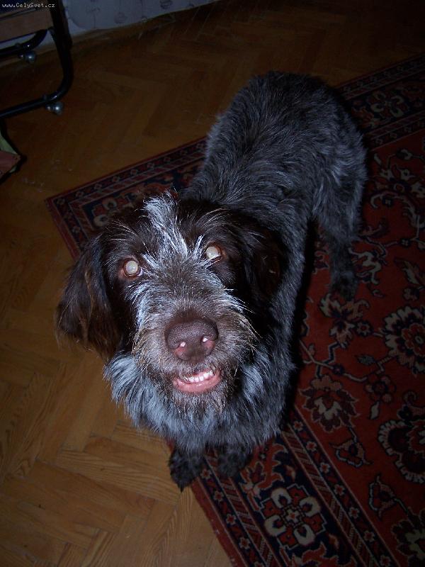 Foto: Gina od Dubového Dvora