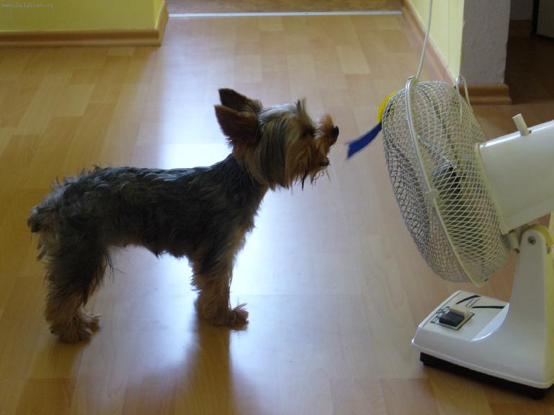 Foto: MIA z Děčína-to je hic