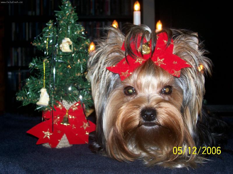 Foto: Bessy-Moje první vánoce...