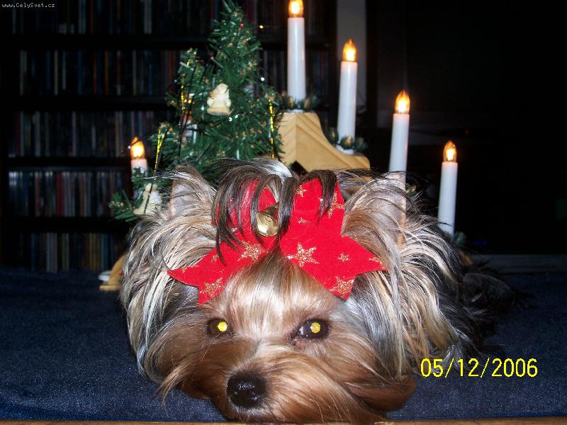 Foto: Bessy-Moje první vánoce..