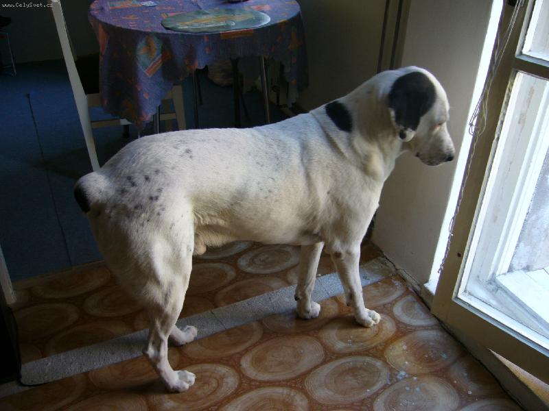 Foto: Puste mě na ten balkon-Pedro SAO
