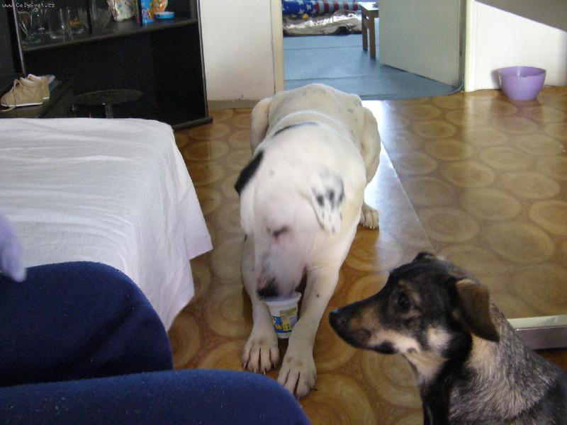 Foto: Jogurty mám nejraději