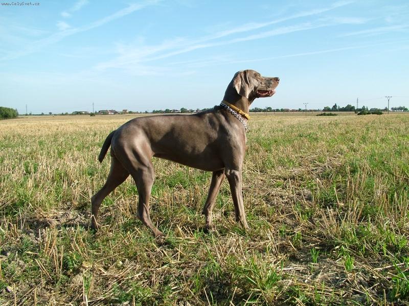 Foto: Ambra od Vokačovského rybníka