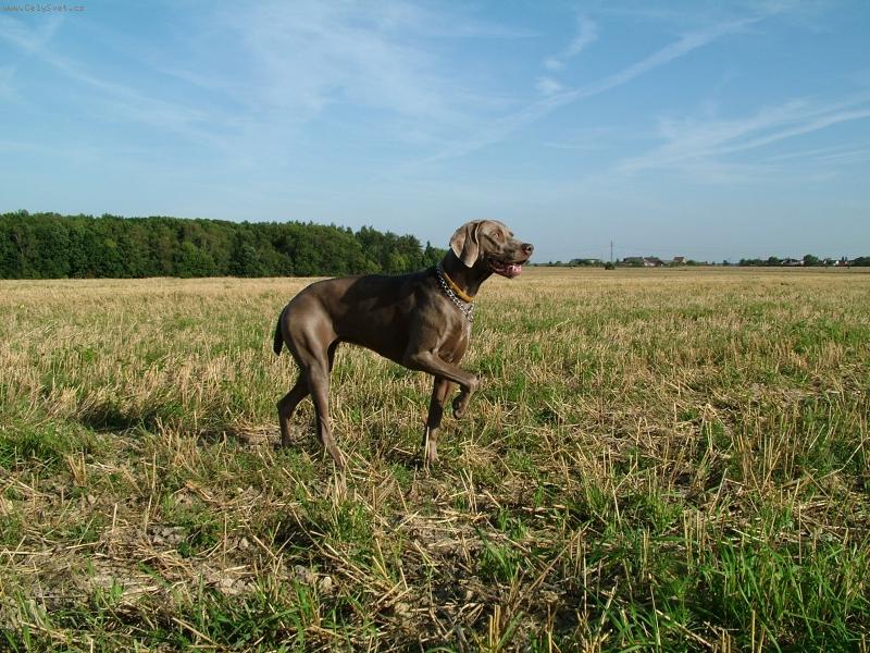 Foto: Ambra od Vokačovského rybníka