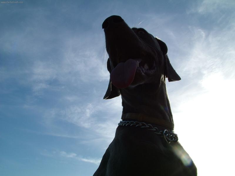 Foto: Ambra od Vokačovského rybníka