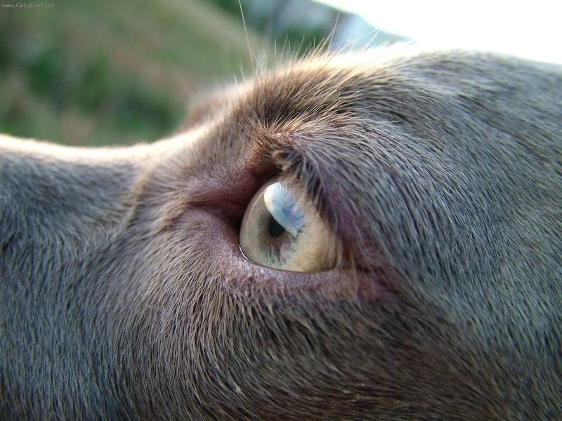 Foto: Ambra od Vokačovského rybníka