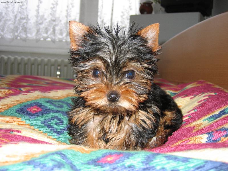 Foto: Nellynka-štěňulka