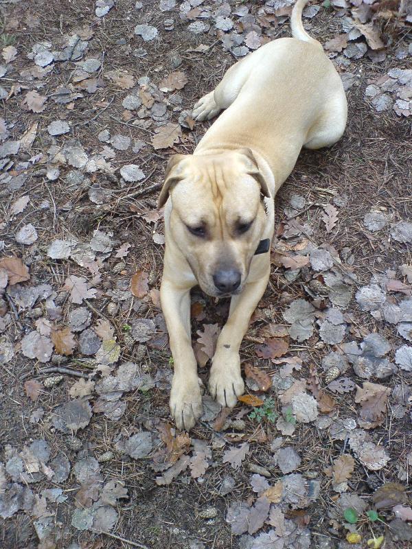 Foto: Kanárská doga-Rony 9 měsíců