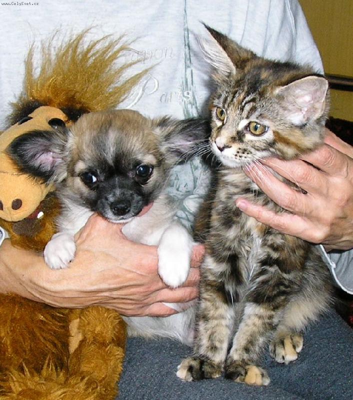 Foto: jako kočka a pes