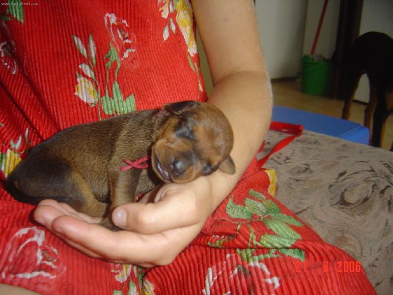 Foto: HOLČIČKA CELLERI-ANA