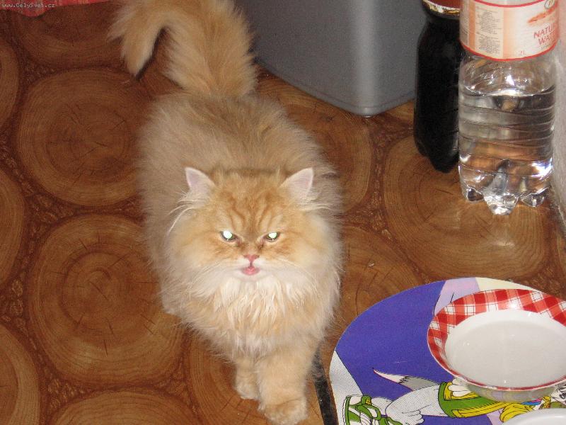 Foto: MATÝSEK-náš zrzeček