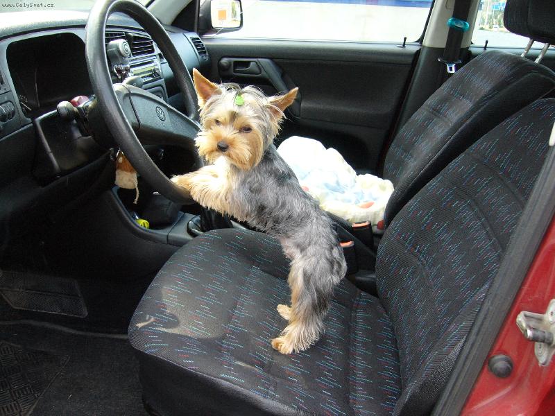 Foto: MIA z Děčína-paní řidička