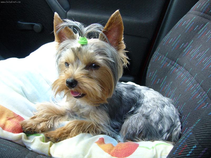 Foto: MIA z Děčína