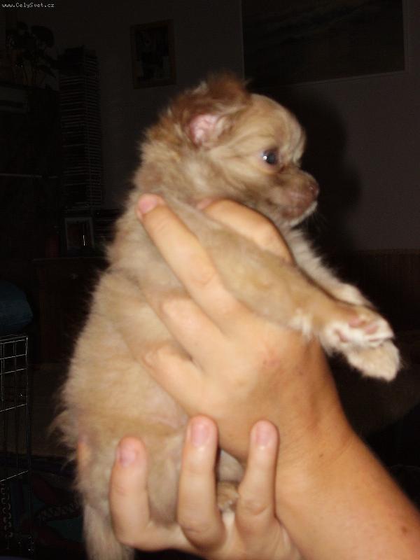 Foto: Plzeňačka Cathy