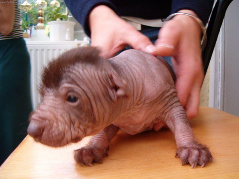 Foto: foto štěňátko