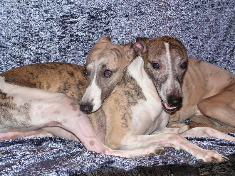 Foto: whippeti-Badalucco Petula-Vera a Nathan z úplnku