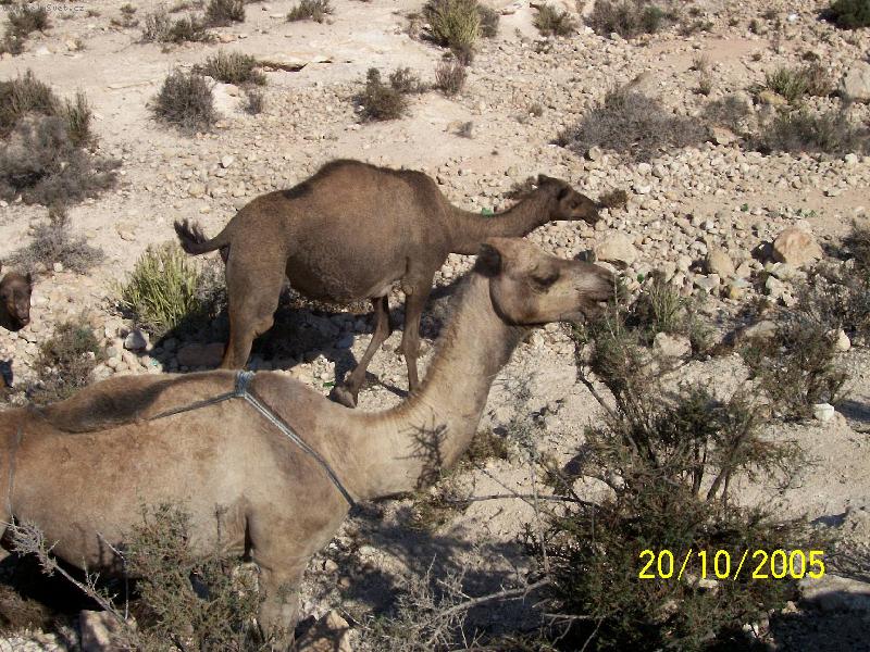 Foto: Velbloudi-pasoucí se stádo velbloudů na kopci nad Agadirem