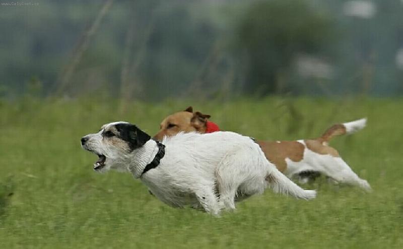 Foto: Joker+Ajša-Zrovna jsou v nejlepším-honí střapec na coursingu, což je ohromně baví.