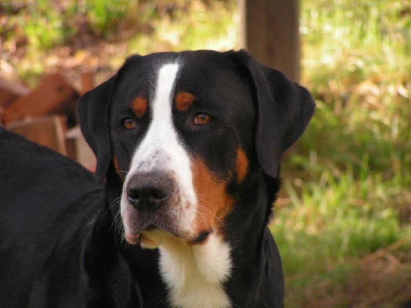 Foto: Alyssa from Swiss Star-...no nemilujte je