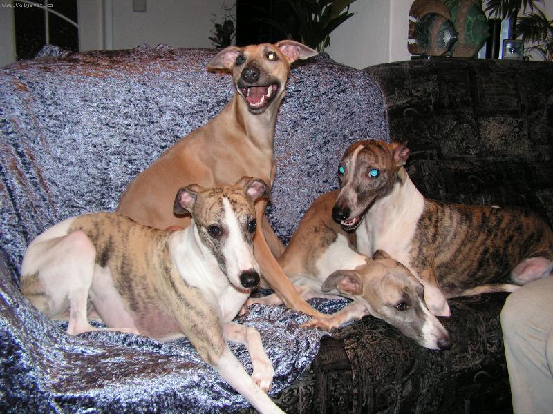 Foto: whippeti-kamarádi ze 4 různých chov.stanic