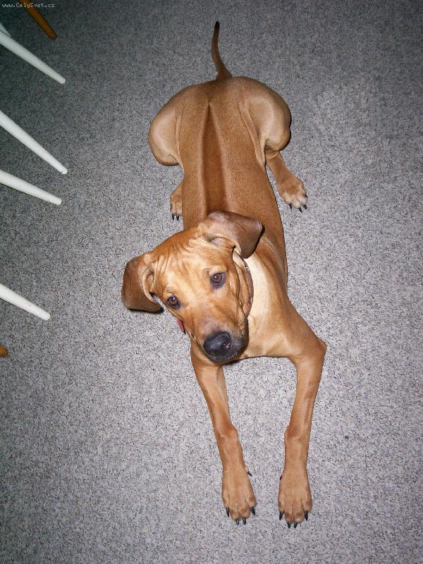 Foto: Rhodézský ridgeback-Nick
