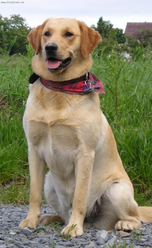 Foto: Míša-nejkráásnější pes