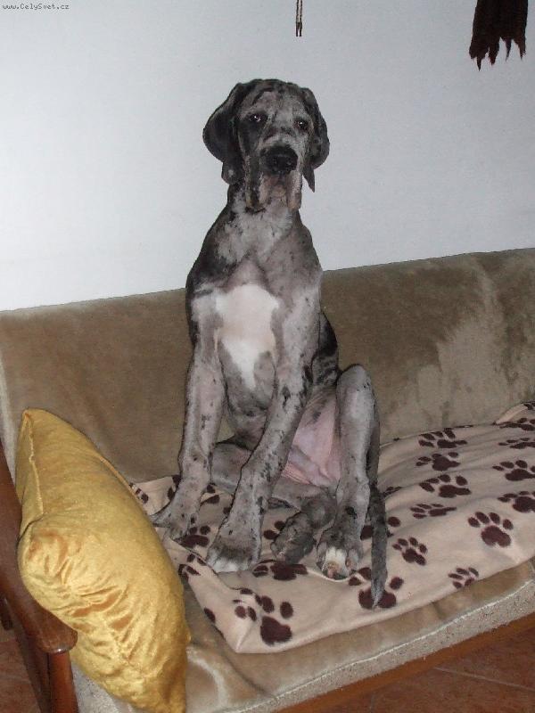 Foto: pan ATTILA - 4 měsíce