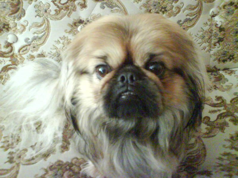 Foto: Maxík-tady bydlím já