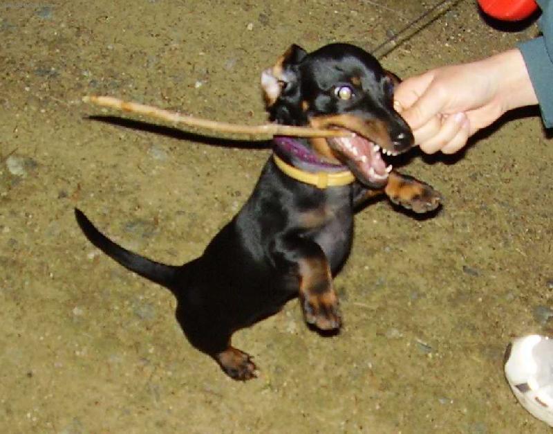 Foto: Ten klacek je můj-Monty 7 měsíců