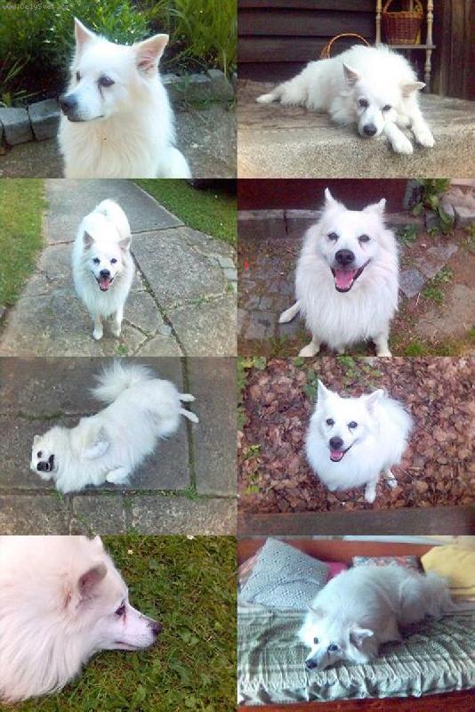 Foto: Náš Míša-Německý špic